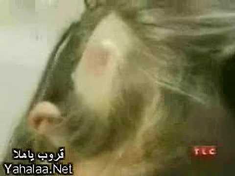 طيز حرمه