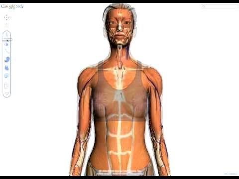 google body browser - This is an early preview (no sound!) of Body Browser from google. Body Browser is a detailed 3D model of the human body. You can peel back anatomical layers,...
