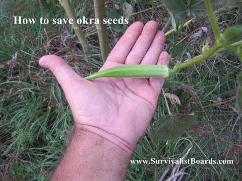 how to collect okra seeds