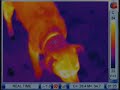 razir thermography infrared FLIR imaging thermal IR camera razir thermography infrared FLIR imaging thermal IR camera