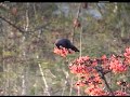 crow drink nectar of flower video by shirishkumar patil crow drink nectar of flower video by shirishkumar patil