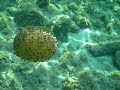San Teodoro - Medusa