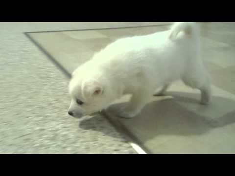 A short video of Buddy