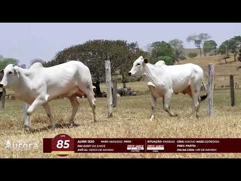 4� De Olho na Fazenda - NELORE AURORA participa��o Chico Paulic�ia