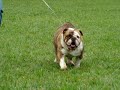 Griffin Bulldogs Jay Lo
