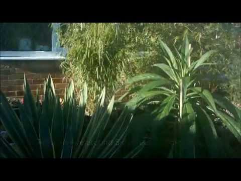 how to grow echium vulgare