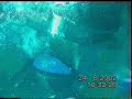 Hinchinbrook Island - Wreck of the Sea Hound