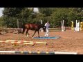 Brennabor Lord Zandor - Gehorsamprüfung an der Hand - IG Welsh Bundesschau 2009