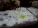 biocube part 1