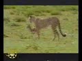 قطعنى يا معلم