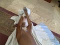 Hannah love her Sheet