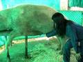 colecta de un cerdo