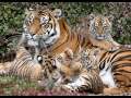 AMARE LA NATURA 3 -  I cuccioli dei mammiferi