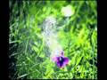 Slow Airs/Eugene O'Donnell & James McCafferty