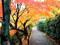 Relaxing Music I
