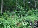 Family of bears