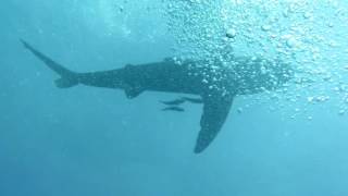 Oceanic Whitetips at Elphinstone, Egypt