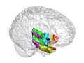 Medial temporal lobe 3D animation