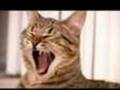 smp films mean cat