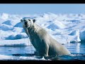 l'ours polaire alias le roi !!
il ne faut pas se fier au apparence !!
l'ours est un inn�vitable pr�dateur !!
meme s'il ressemble a une peluche !!