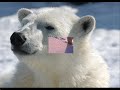l'ours polaire alias le roi !!
il ne faut pas se fier au apparence !!
l'ours est un inn�vitable pr�dateur !!
meme s'il ressemble a une peluche !!