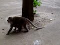 Krabi macaque monkeys