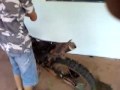 NX DU ALCI SOH NU CORTE...3gp