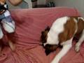 videos de Vídeo Lola-luma Backyardigans Yeti.wmv