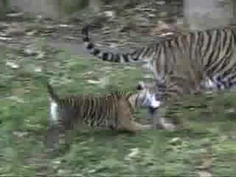 SUMATRAN TIGER SUMATRAN TIGER