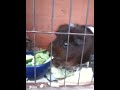 Click here to watch this video Holly and Molly eating their dinner, 05/04/2012