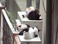 先日生まれた子猫もあっという間に大きくなって、いっしょに寝るスペースを確保するのが大変になってきました。