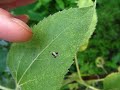 itty bitty baby ladybugs itty bitty baby ladybugs