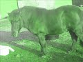 dit is mijn verzorg pony gompie