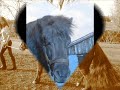 dit is mijn verzorg pony gompie