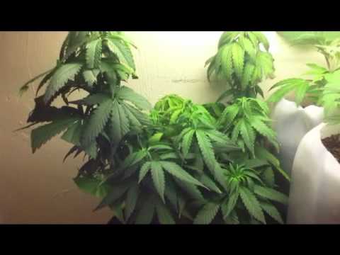 how to grow ak48 indoors