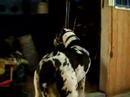 Papaya in the stable