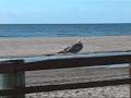 Seacliff Beach & Rio Del Mar Beach in Aptos Seacliff Beach & Rio Del Mar Beach in Aptos