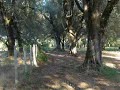 ulivi a Rizziconi ulivi a Rizziconi