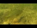 Inox3 Scuba Diving Fishing memphremagog Lake Giorgio moroder Inox3 Scuba Diving Fishing memphremagog Lake Giorgio moroder