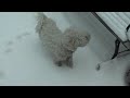 Maggie in Snow