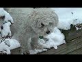 Maggie in Snow