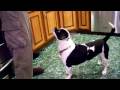russian guy+smart dog= really funny