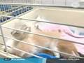 la SPA lance une appel d'adoption d'animaux