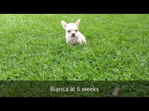 Bianca - French Bulldog Ohio