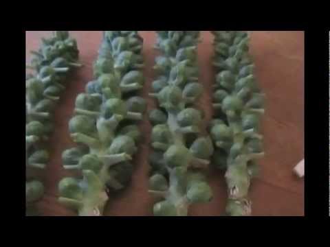 how to transplant brussel sprout seedlings