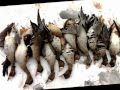Duck and Goose Hunting in Kosova 2011-2012.wmv