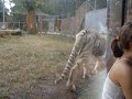 wroc?awskie Zoo - bia?y tygrysek wroc?awskie Zoo - bia?y tygrysek