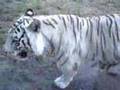 wroc?awskie-Zoo---bia?y-tygrysek