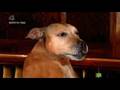 Dogface Season 1 Episode 2 Part 1