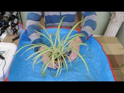 how to replant a spider plant